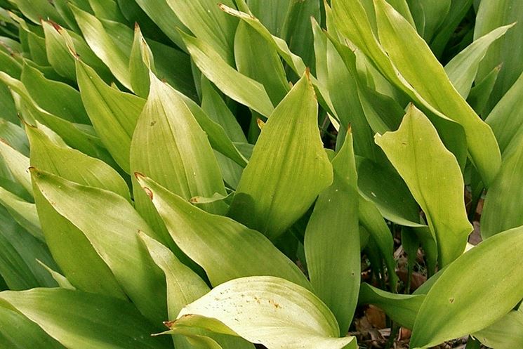 Aspidistra elatior