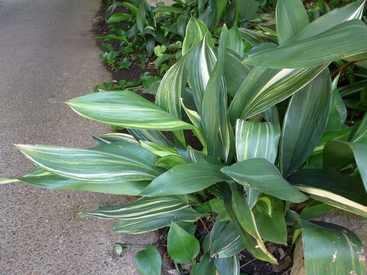 foglie Aspidistra 