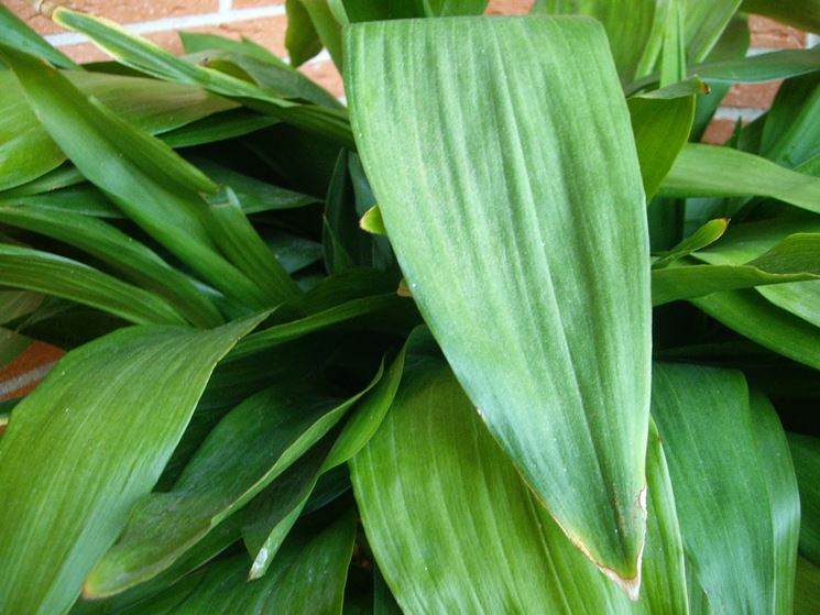 pianta Aspidistra 