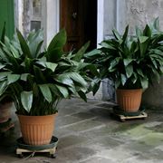 aspidistra