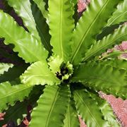 Asplenium 