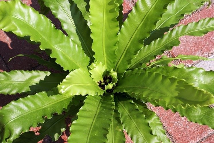 Asplenium 