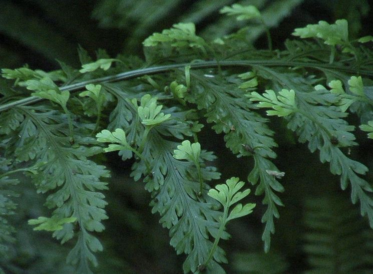 asplenium bulbiferum