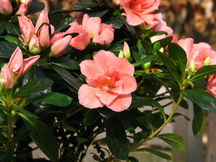 Azalea indica