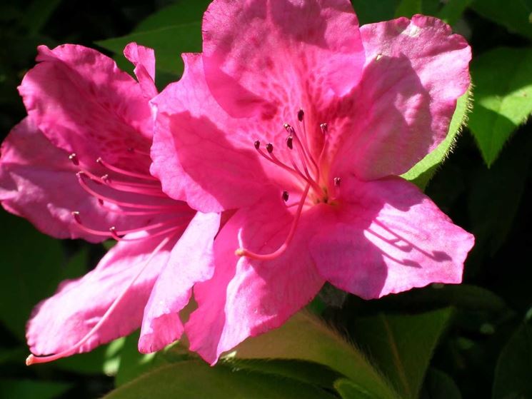 fiore azalea indica