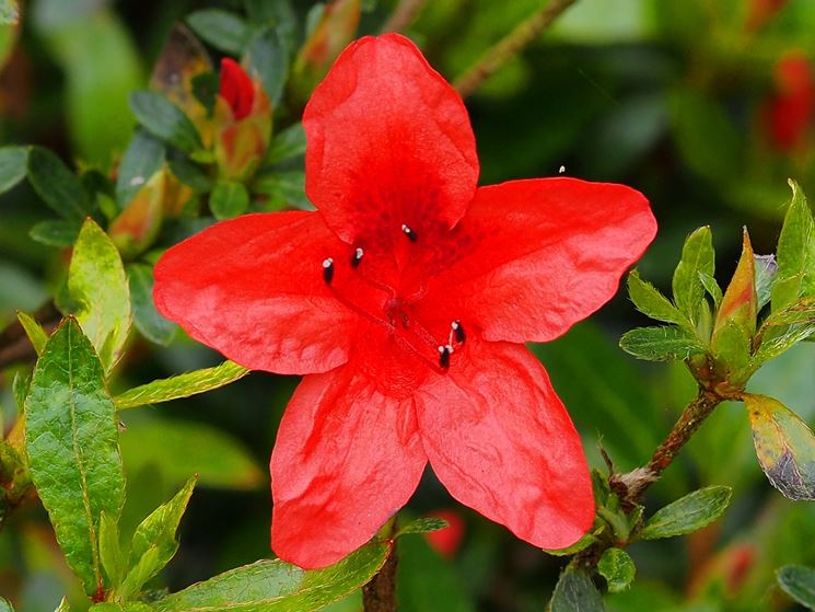 azalea indica fiore