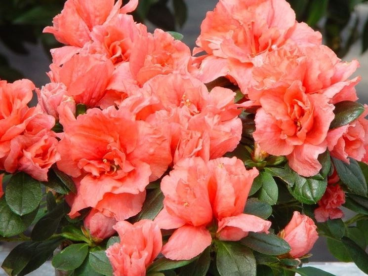 fiori azalea