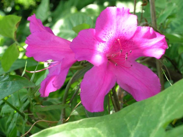 azalea fiori