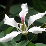 bauhinia corniculata