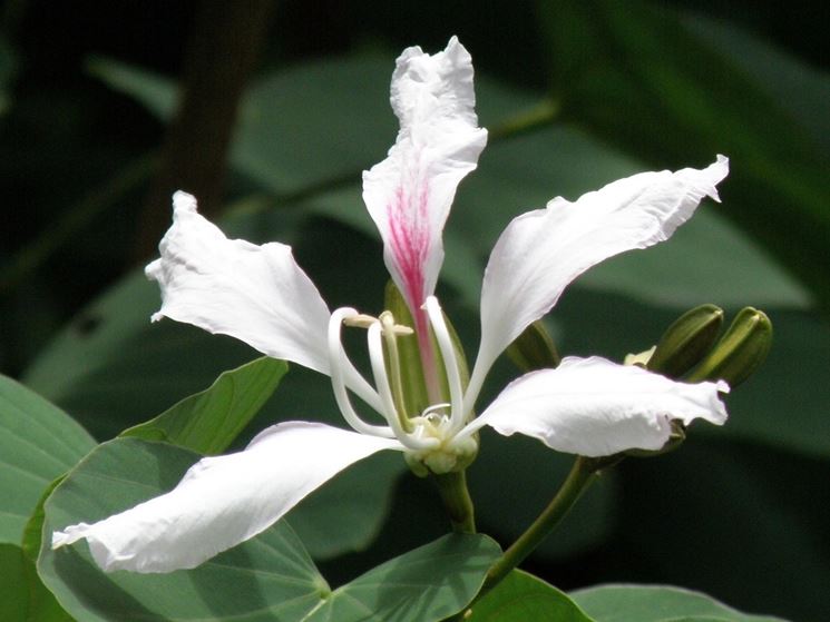 bauhinia corniculata