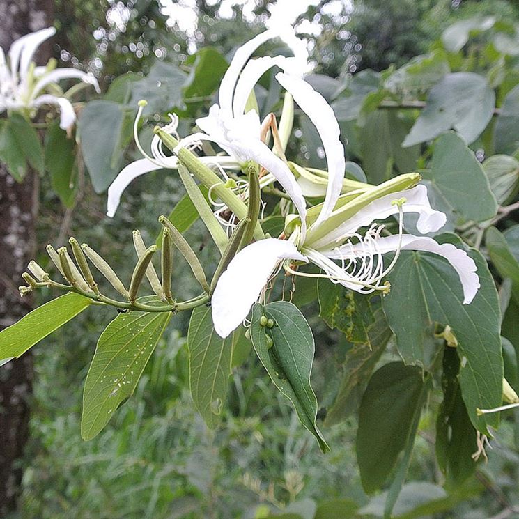 Bauhinia pianta