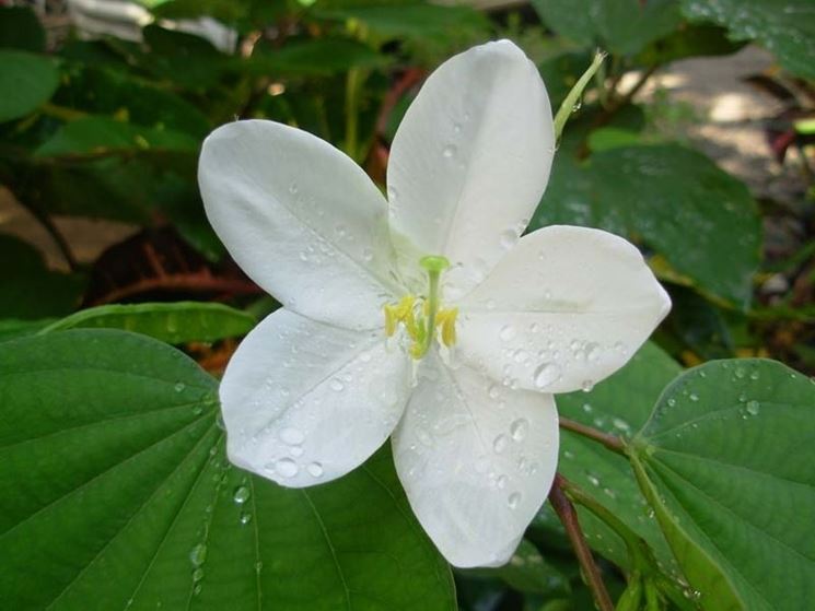 bauhinia acuminata