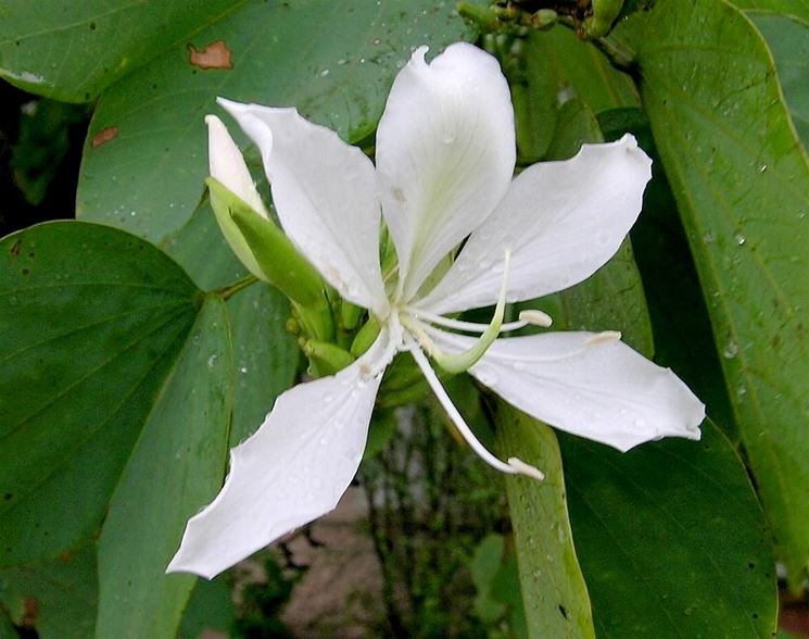 albero orchidea