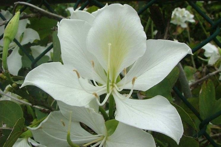 bauhinia variegata