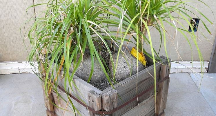 vaso con beaucarnea