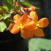 Begonia sutherlandii