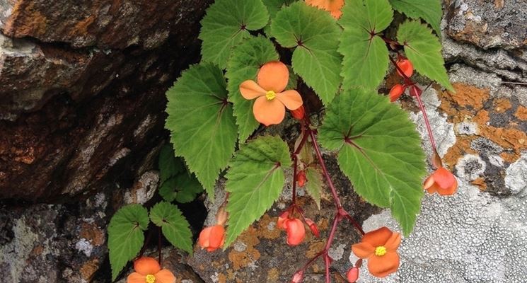 begonia