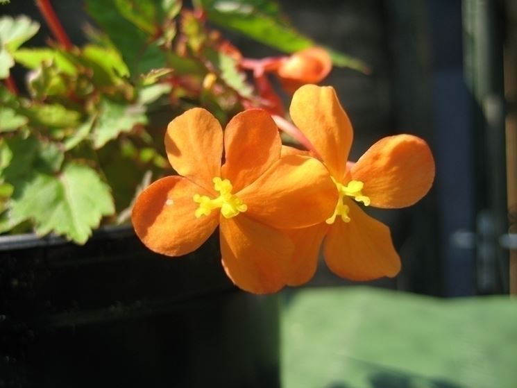 Begonia sutherlandii