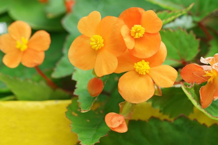 begonia sutherlandii