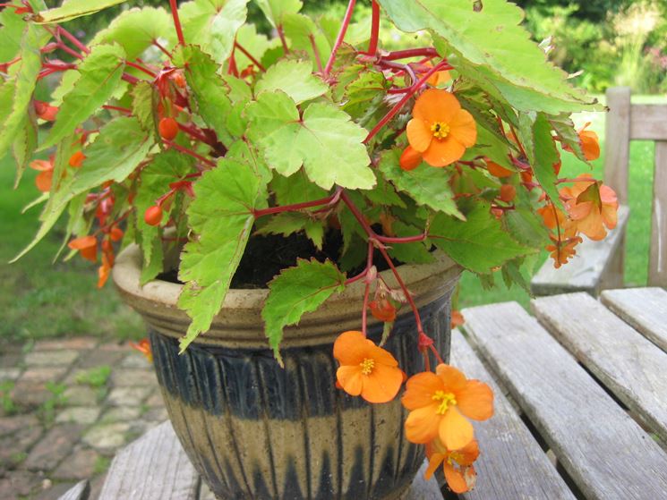 begonia