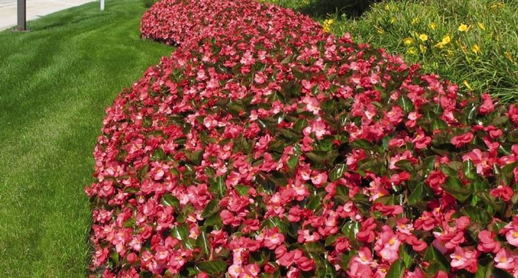 Begonia rex