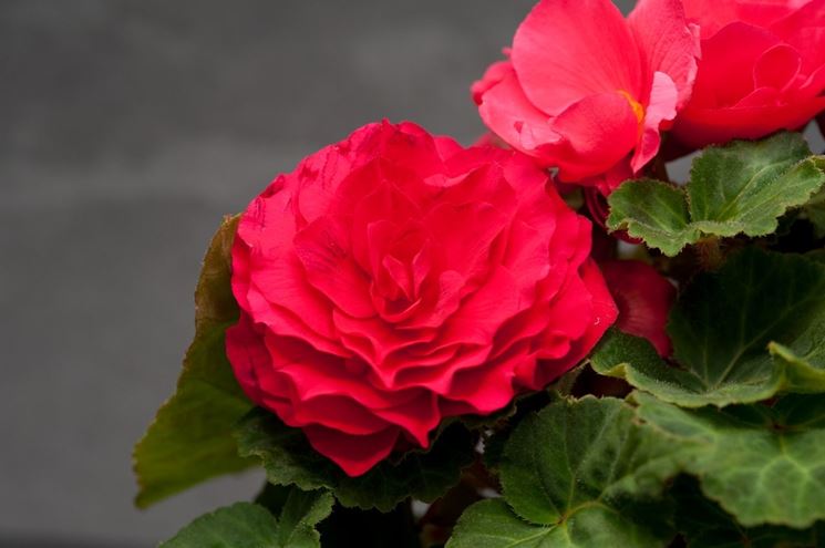 Begonia tuberhybrida