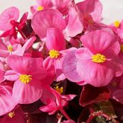 begonia fiore