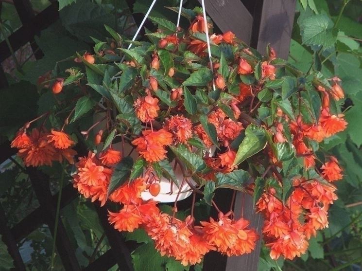 Begonia evansiana