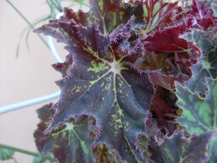 Begonia cleopatra