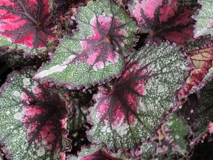 Begonia rex