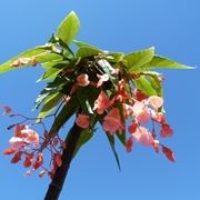 Begonia corallina