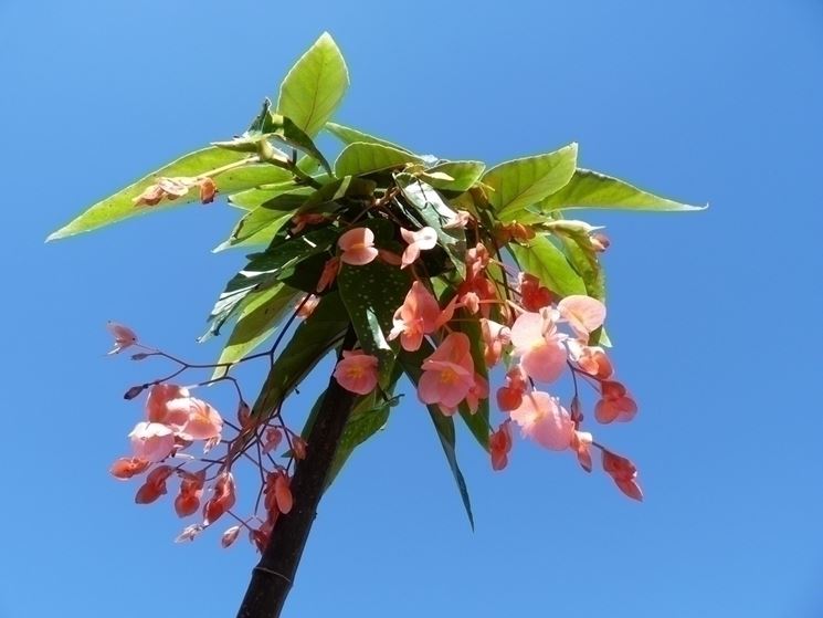 Begonia corallina