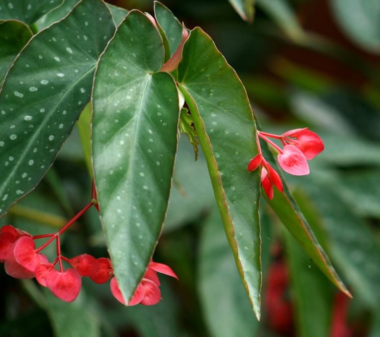 begonia