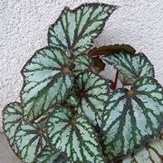 begonia argentata