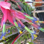 Billbergia fiore