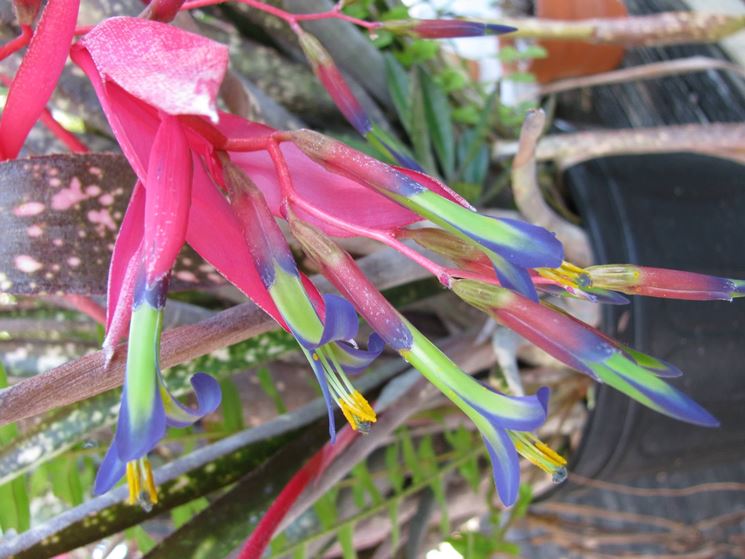 Billbergia fiore