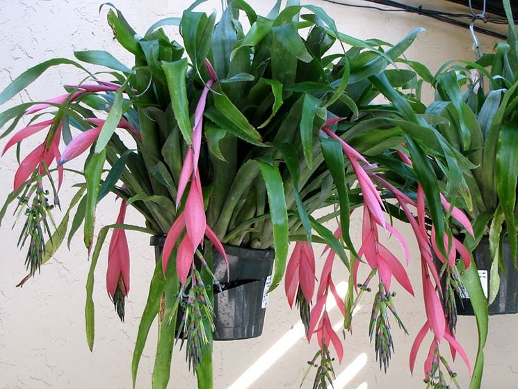 pianta Billbergia