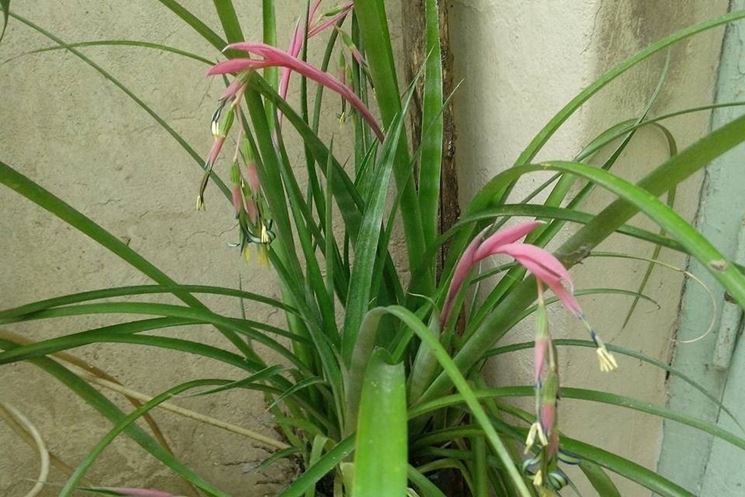 billbergia pianta