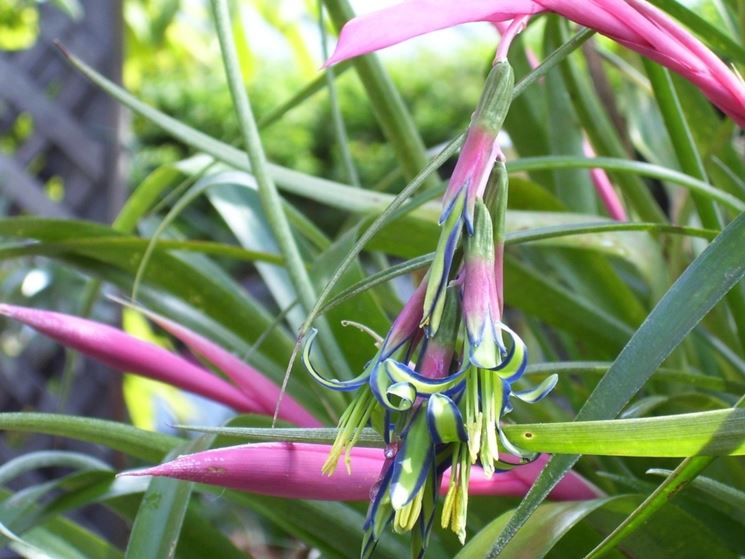 billbergia fiore