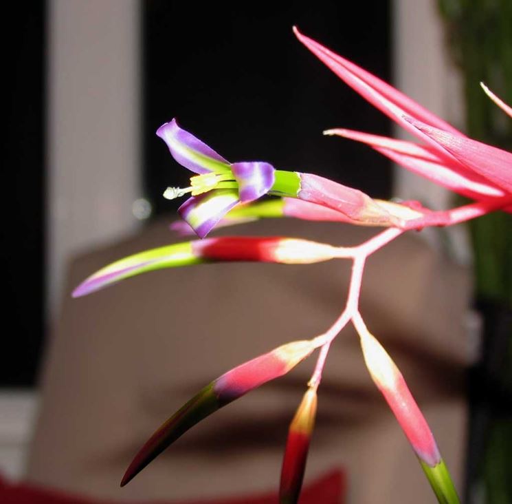 fiore billbergia nutans