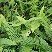 Blechnum