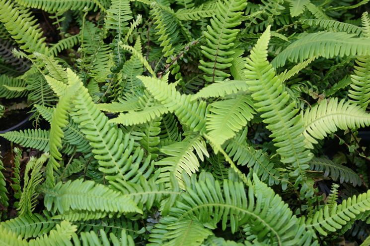 Blechnum