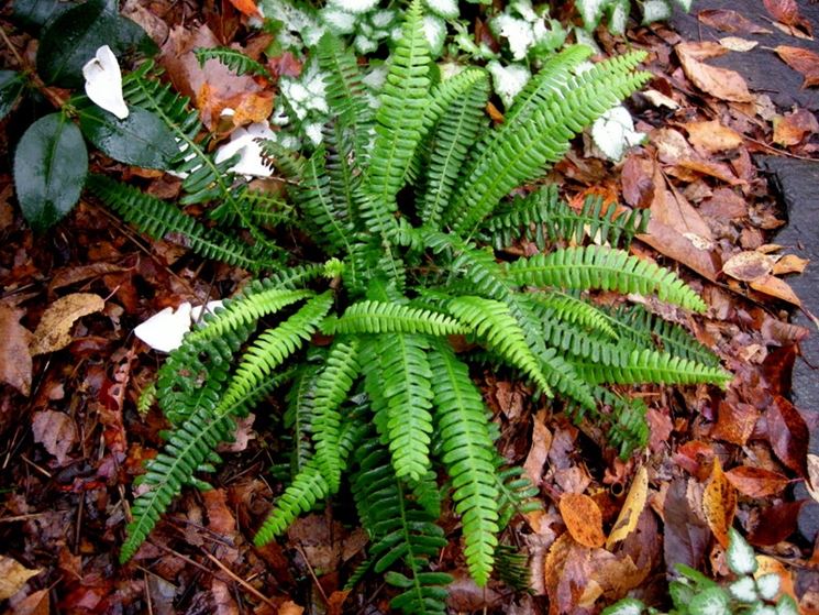 Blechnum spicant