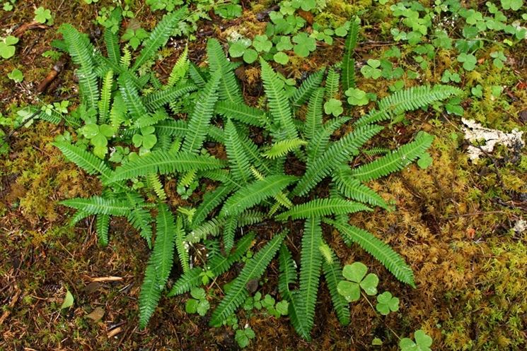 pianta blechnum