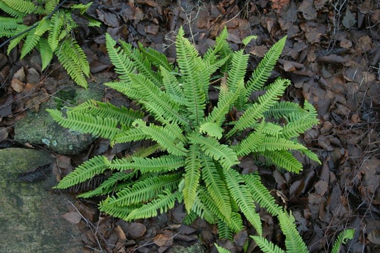 pianta blechnum spicant