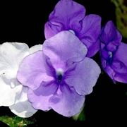 Brunfelsia