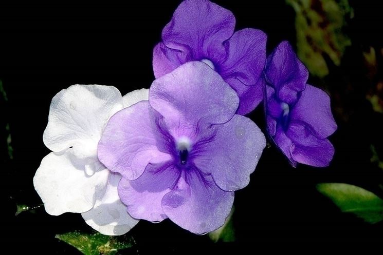 Brunfelsia