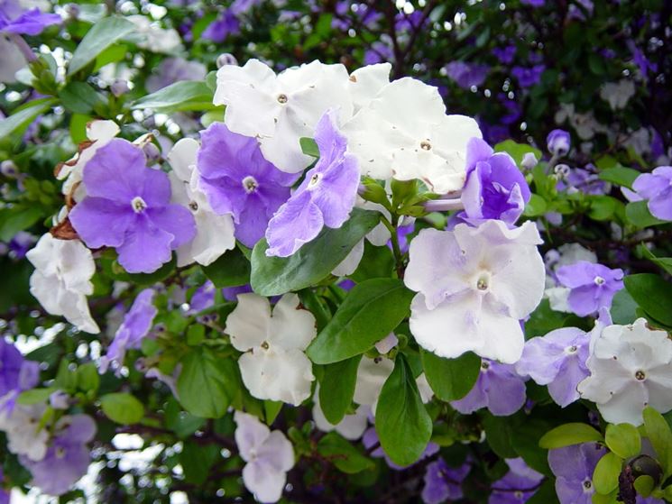 fiori brunfelsia