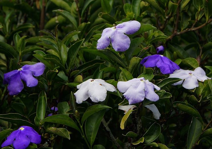 brunfelsia pauciflora