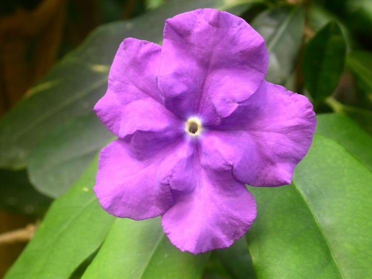 fiore brunfelsia